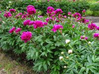 Schloss Gripsholm: Park