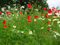 Am Friedhof Mariefred