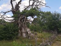 Kvilleken, älteste Eiche Skandinaviens