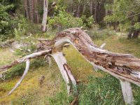 Naturreservat Trollskogen