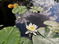 Seenlandschaft in Smaland