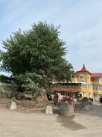 Silberpappel am Platz