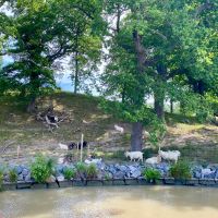 Glückliche Ziegen am Kanalufer