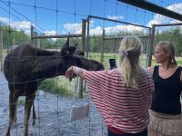 Anfassen erlaubt! Rechts – Gill die Chefin vom Elchpark