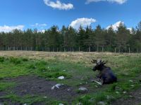 Der Elchpapa ist auch zufrieden, seine Kritiker waren früher selber welche.
