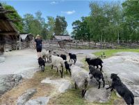 Im Zoo von Skansen – mit braven Schafen aus Schweden