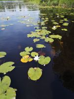 Seenlandschaft in Smaland