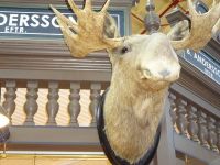 Stockholm: Kulinarische Stadtführung: Saluhall