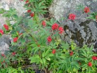 Ausflug in die Stockholmer Schären: Insel Fjäderholmarna