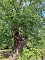 036 Schweden Vimmerby Pippis Limonadenbaum