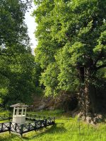 Stockholm. Prinz Eugens Eiche