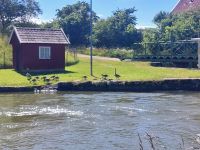 Schweden Rad 2024: Gänsefamilie am Götakanal