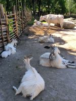 Stockholm. Midsommar in Skansen. Reisegruppe ist müde