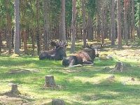 Schweden Rad 2024: Impessionen aus den Elchpark