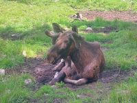 Schweden Rad 2024: Impessionen aus den Elchpark