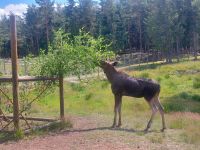 Schweden Rad 2024: Elchpark - ein verstoßens, einjähriges Jungtier