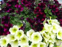 Rundfahrt: Farö: Sudersand Resort