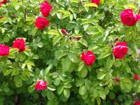 Åland: Rundfahrt: Rosen am Gedenkstein