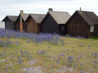 Rundfahrt: Farö: Helgumannen