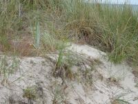 Rundfahrt: Farö: Sudersand Resort