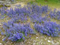 Hoburgen: Südspitze Gotlands