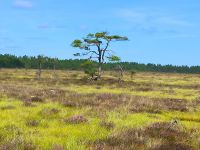 Schweden. Store Mosse Nationalpark