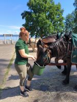 Schweden. Visingsö. Auch die Pferde haben Durst