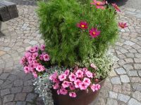 Stockholm: Rundfahrt/Rundgang: Blumen in der Stadt