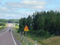 Schweden. Vorsicht Elche!