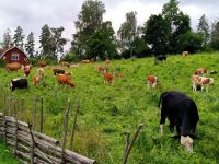 Schweden. Reisegruppe beim Lunch
