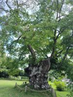 Schweden. Pippis Limonadenbaum