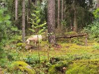 Schweden. Gamla Linköping. Waldschaf