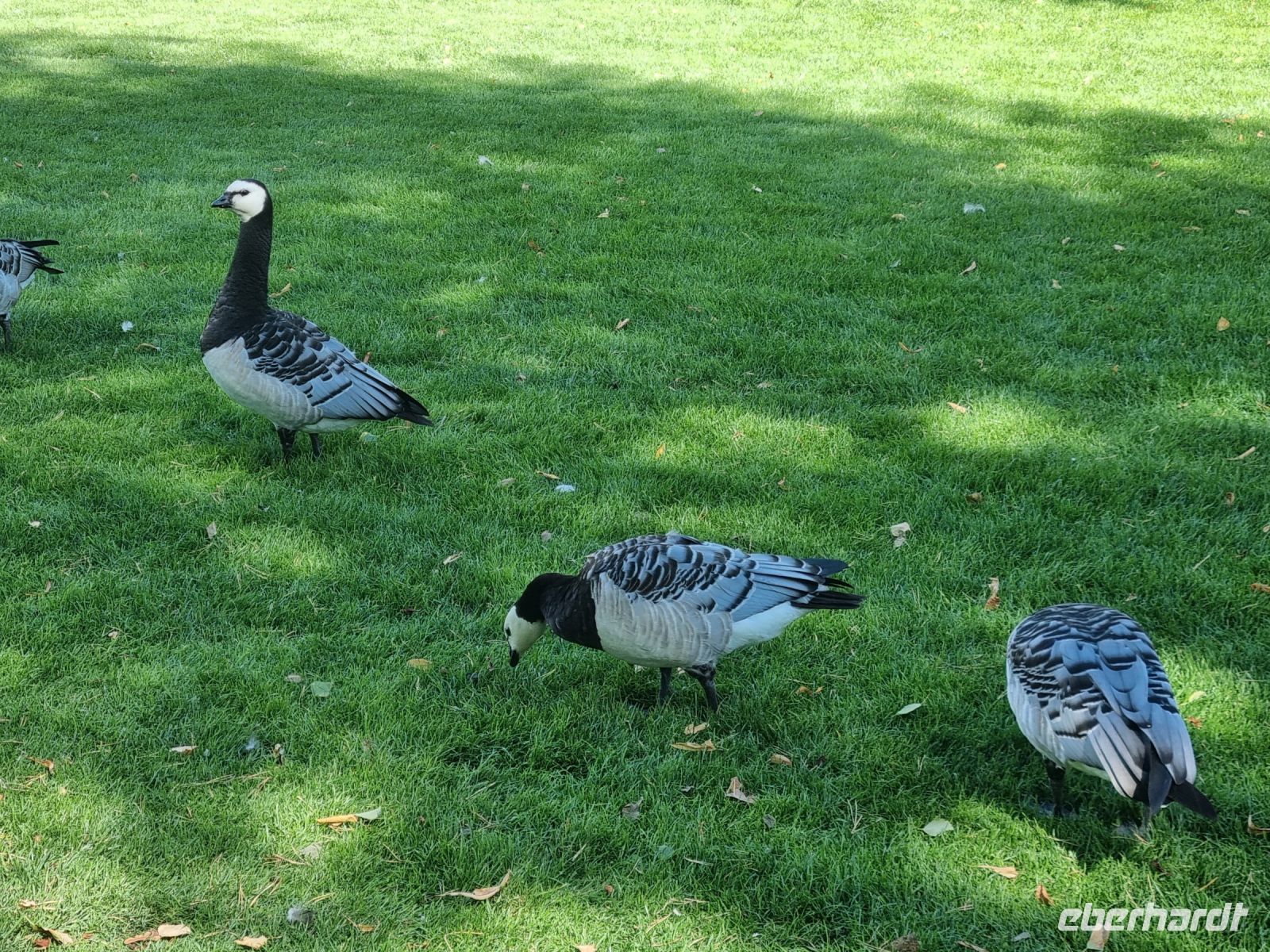 Freilichtmuseum Skansen 