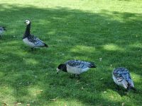Freilichtmuseum Skansen 