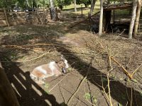 Björkö - Freilichtmuseum Birka