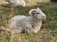 Tag 9 - Gotländisches Schaf