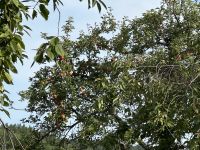 Schlossruine Stegeborg im Garten