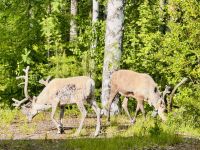 Tag 5 - Rentiere in Arvidsjaur