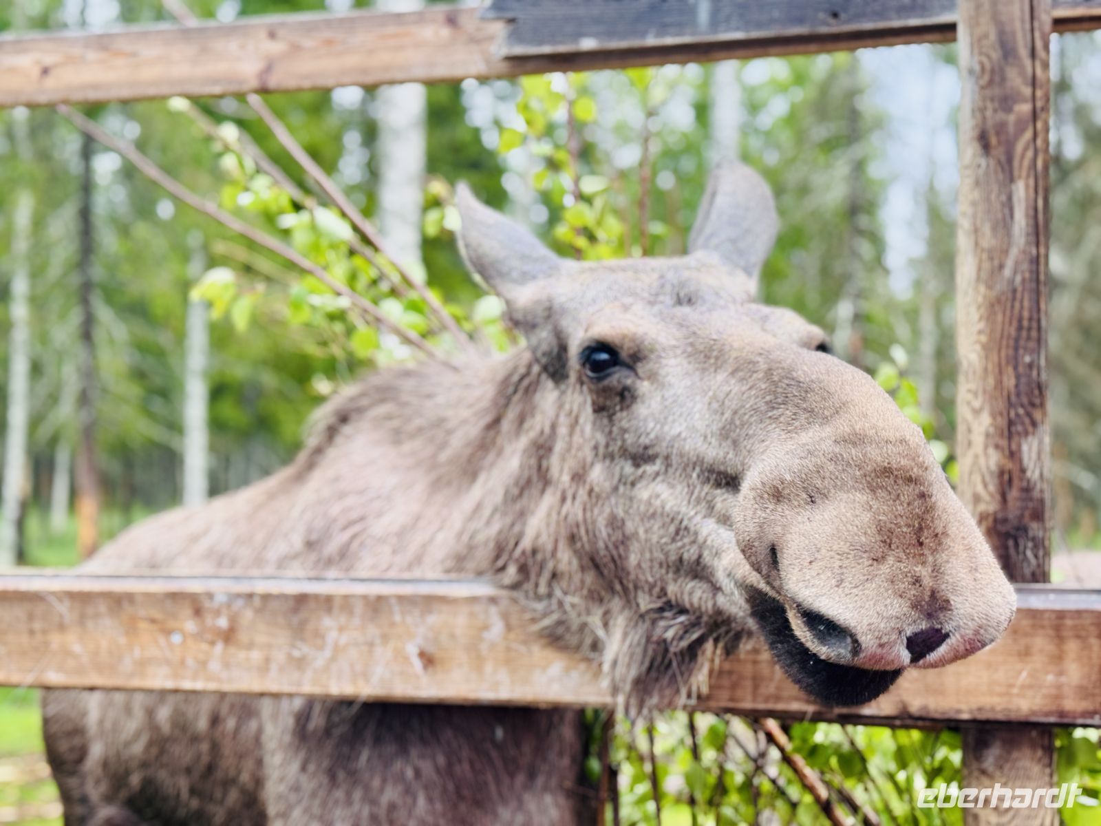 Tag 7 - Besuch im Elchgehege