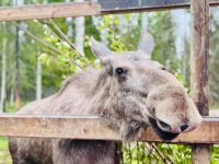 Tag 7 - Besuch im Elchgehege