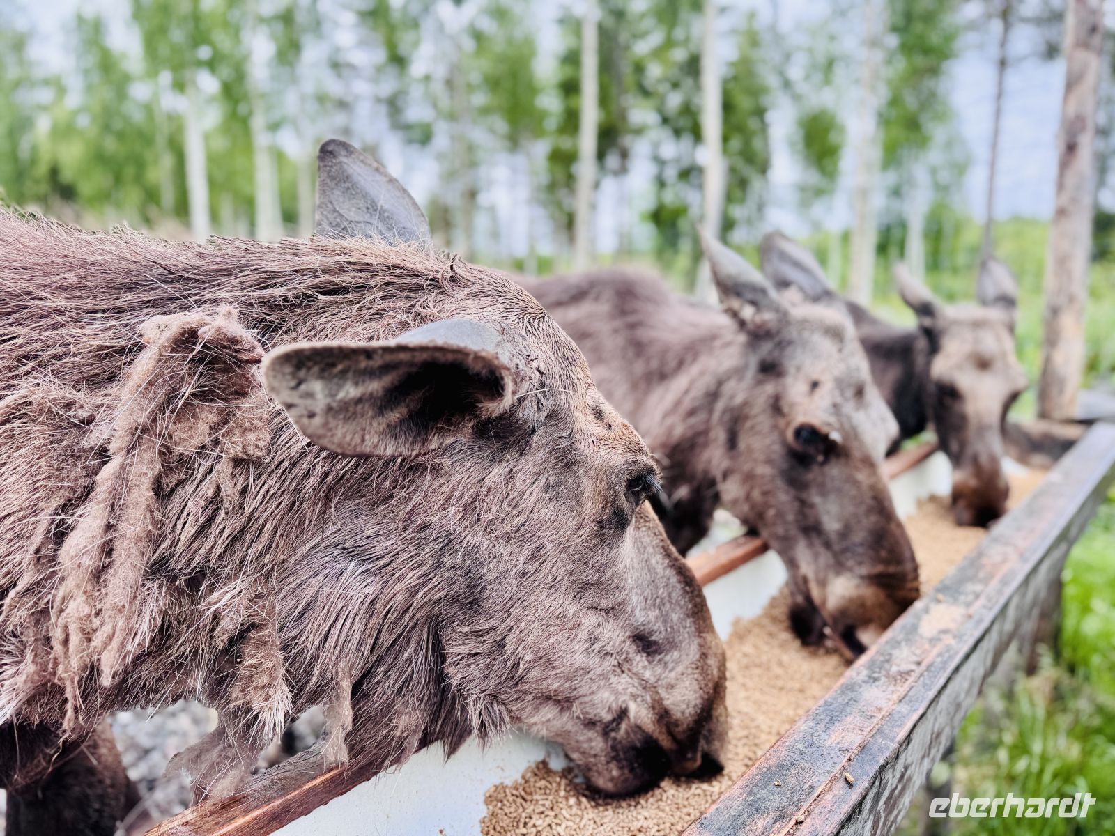 Tag 7 - Besuch im Elchgehege