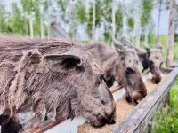 Tag 7 - Besuch im Elchgehege