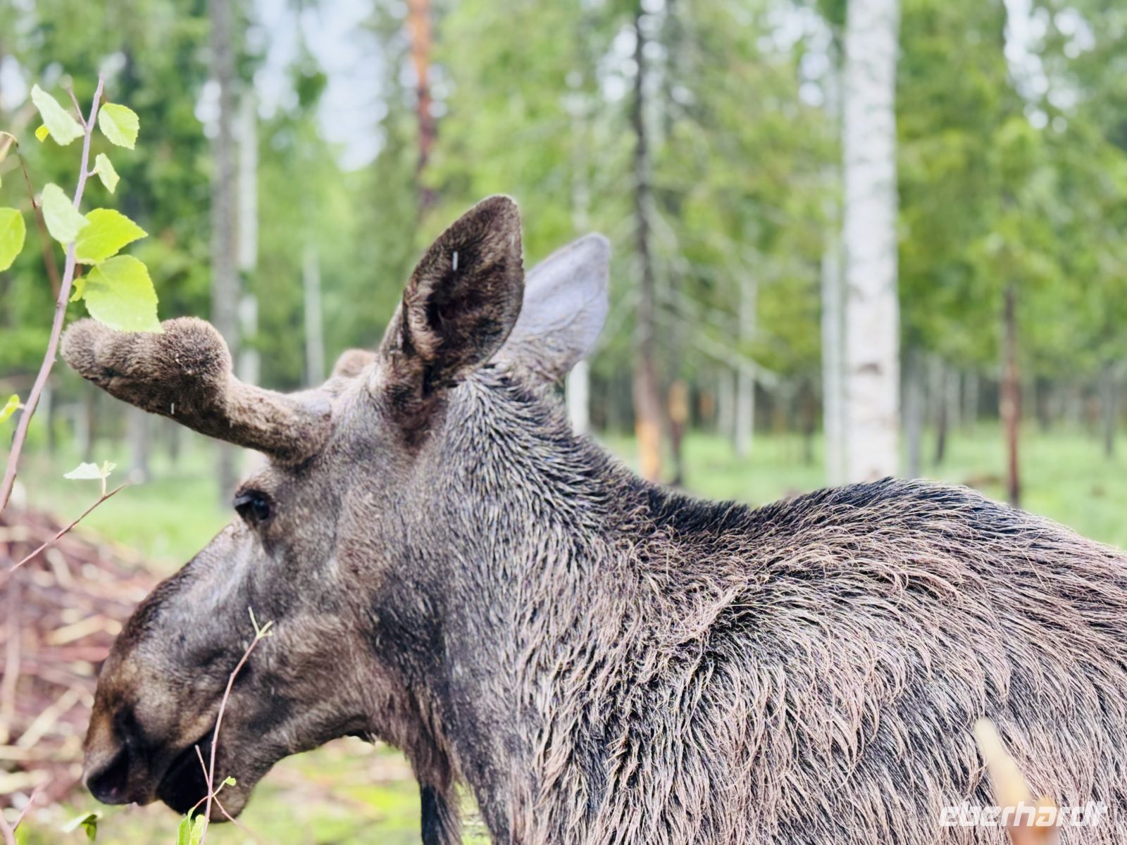 Tag 7 - Besuch im Elchgehege