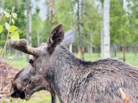 Tag 7 - Besuch im Elchgehege