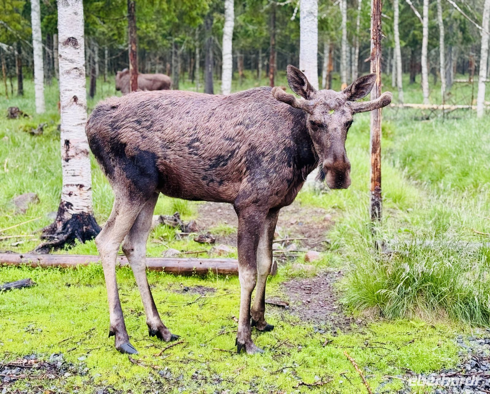 Tag 7 - Besuch im Elchgehege