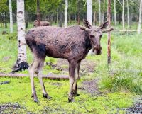 Tag 7 - Besuch im Elchgehege