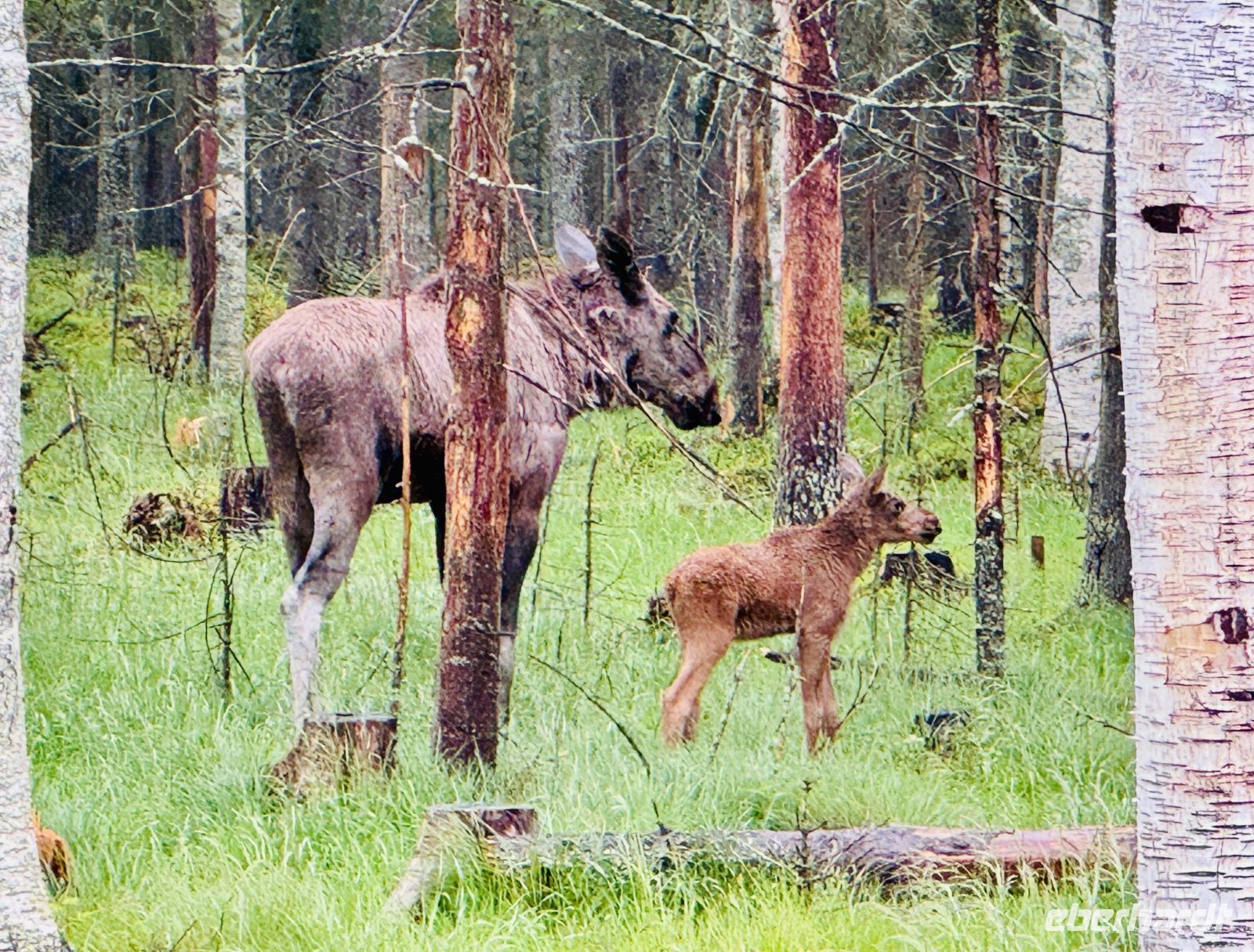 Tag 7 - Besuch im Elchgehege
