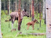 Tag 7 - Besuch im Elchgehege