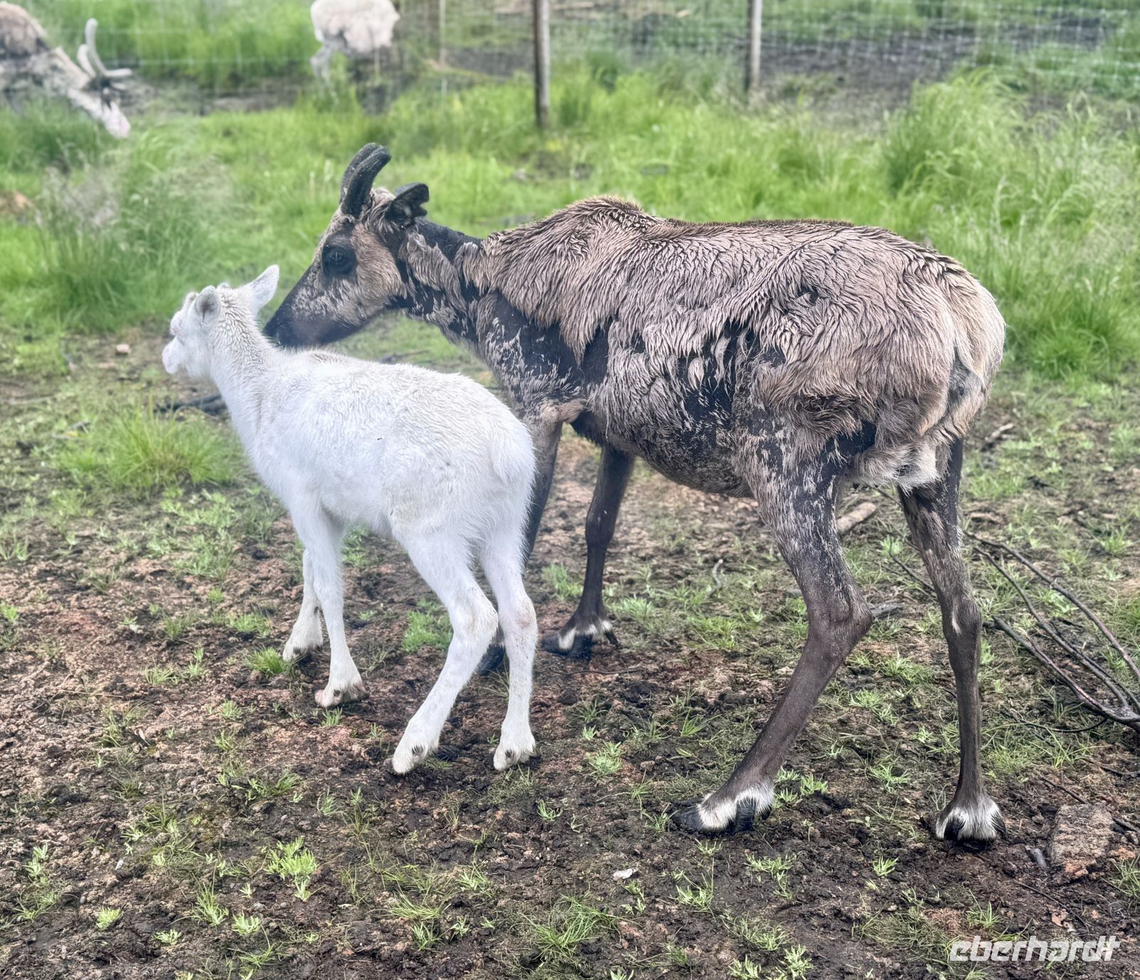 Tag 7 - Besuch im Rentiergehege