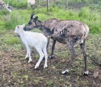 Tag 7 - Besuch im Rentiergehege